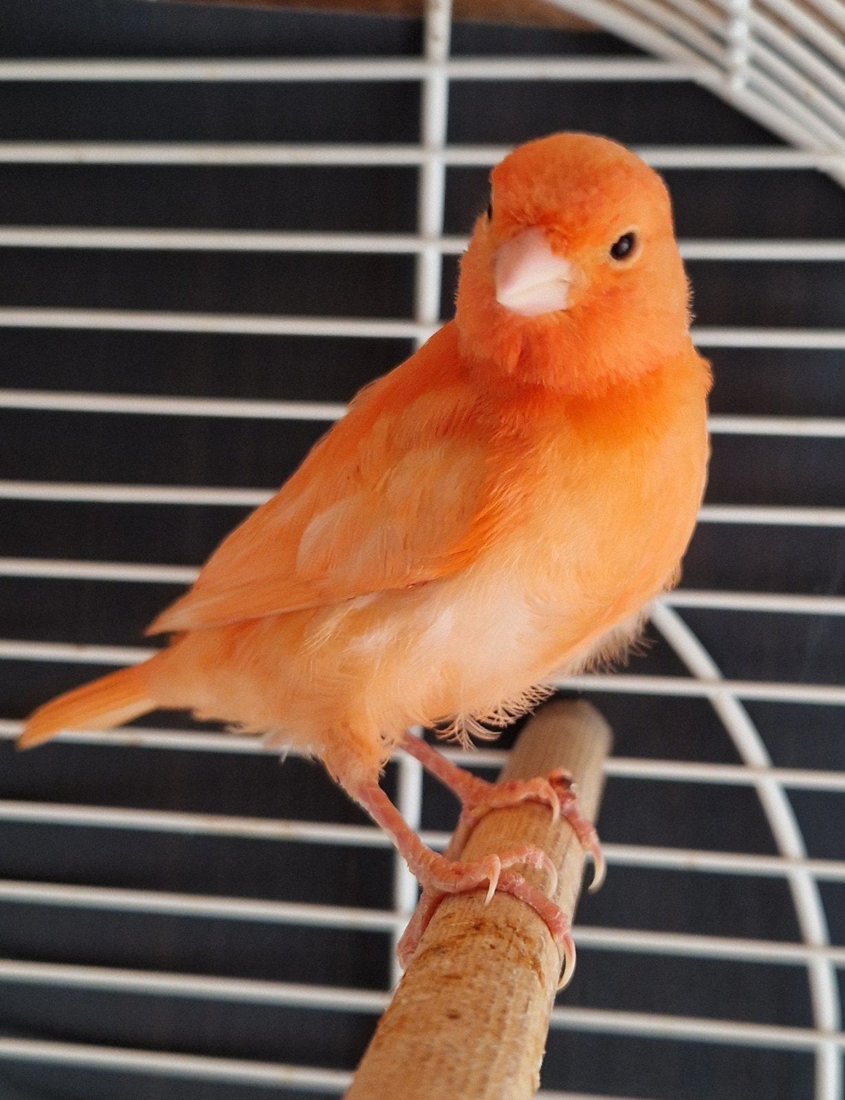 jonge rode man kanarie, Dieren en Toebehoren, Vogels | Kanaries, Mannelijk, Kleurkanarie