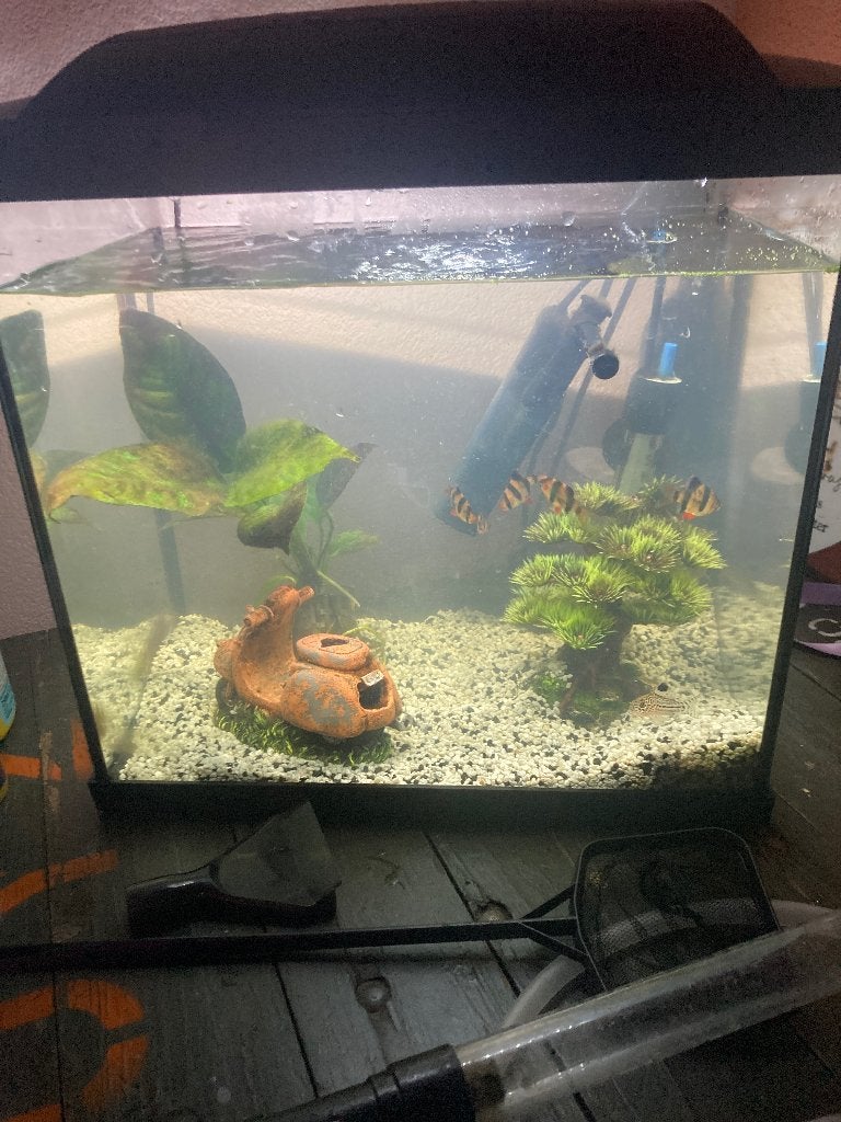 Starters aquarium met vissen en toebehoren, Dieren en Toebehoren, Ophalen, Pomp, Gebruikt, Gevuld zoetwateraquarium