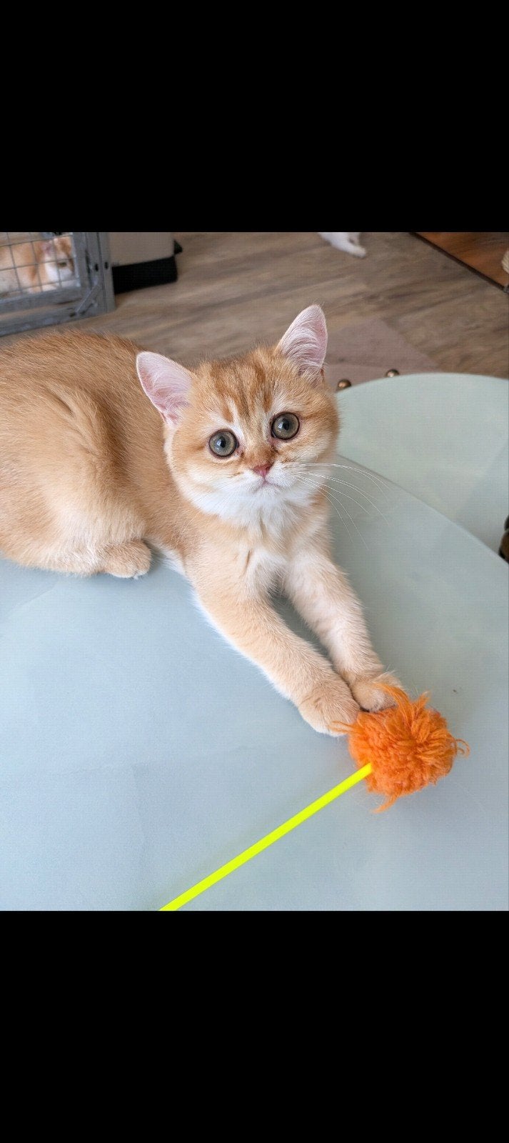 Britse korthaar kittens met stamboom, 0 tot 2 jaar