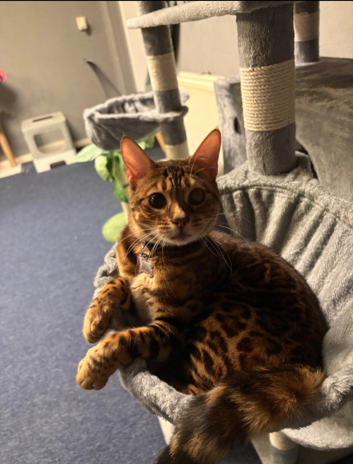 Bengaalse poes, Dieren en Toebehoren, Poes, Gechipt, 0 tot 2 jaar