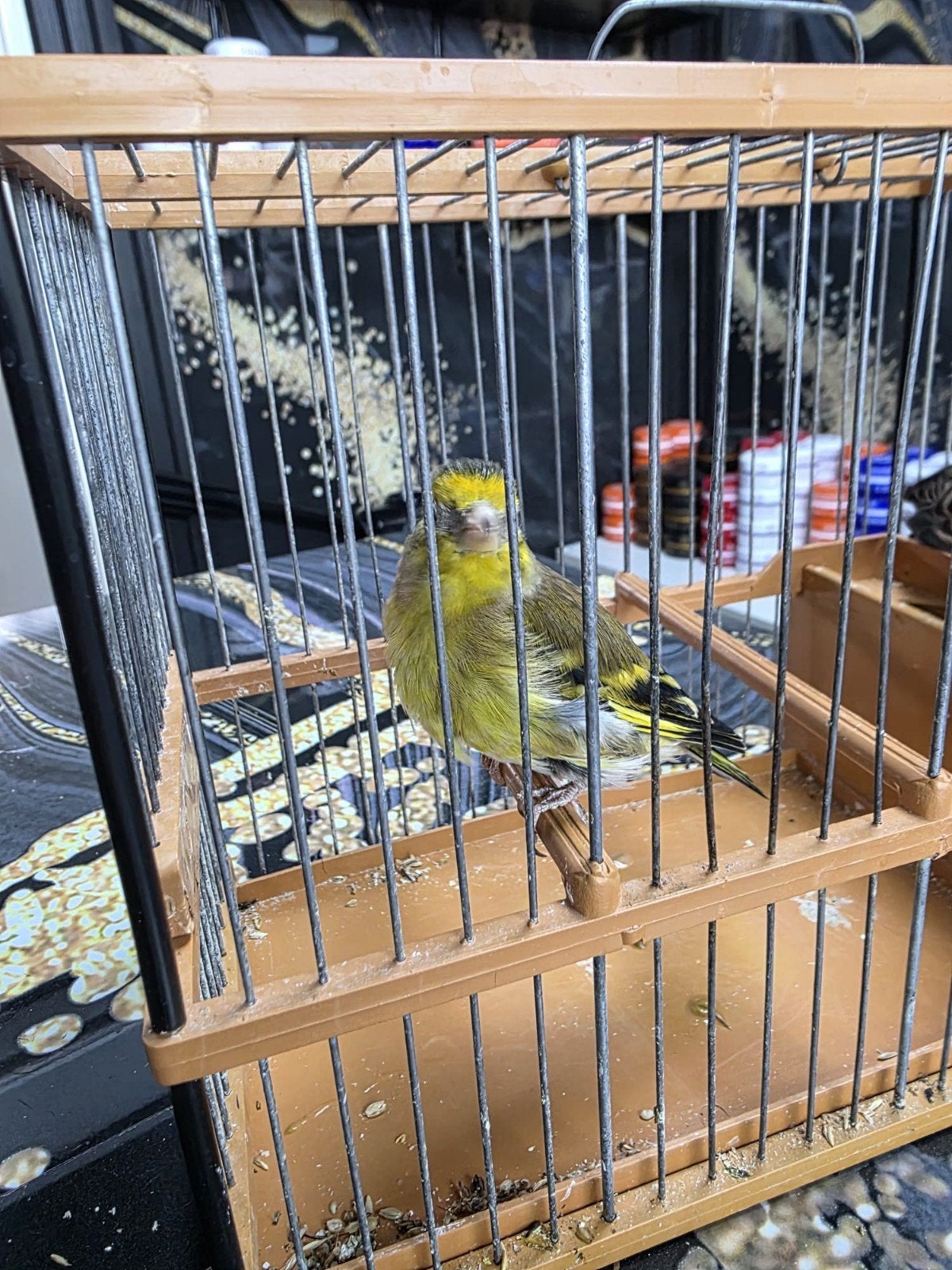 €100 bastaard putter parva Man, Dieren en Toebehoren, Ophalen of Verzenden, Aluminium, Vogelkooi