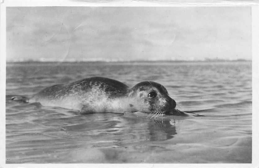 377-617-031 Texel Zonnende Zeehond, Verzenden, Voor 1920, Noord-Holland