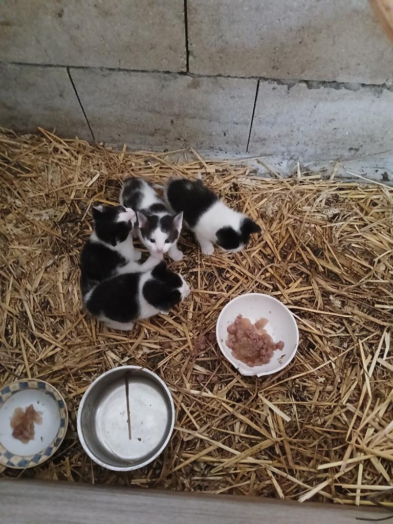 Boerderij kittens, Dieren en Toebehoren
