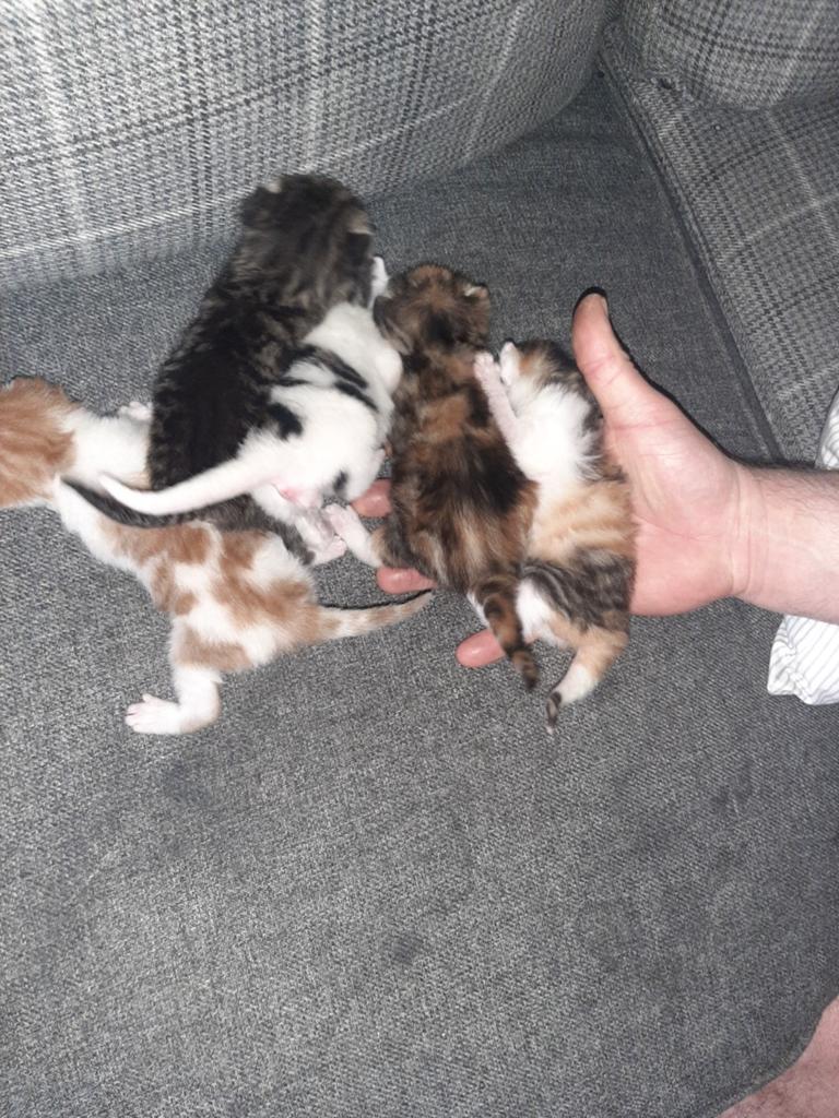 Kittens