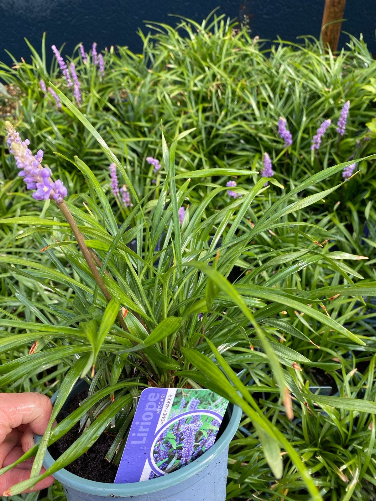 Liriope Muscari 'Moneymaker' - Siergras met paarse bloemen, Ophalen, Vaste plant, Siergrassen, Halfschaduw