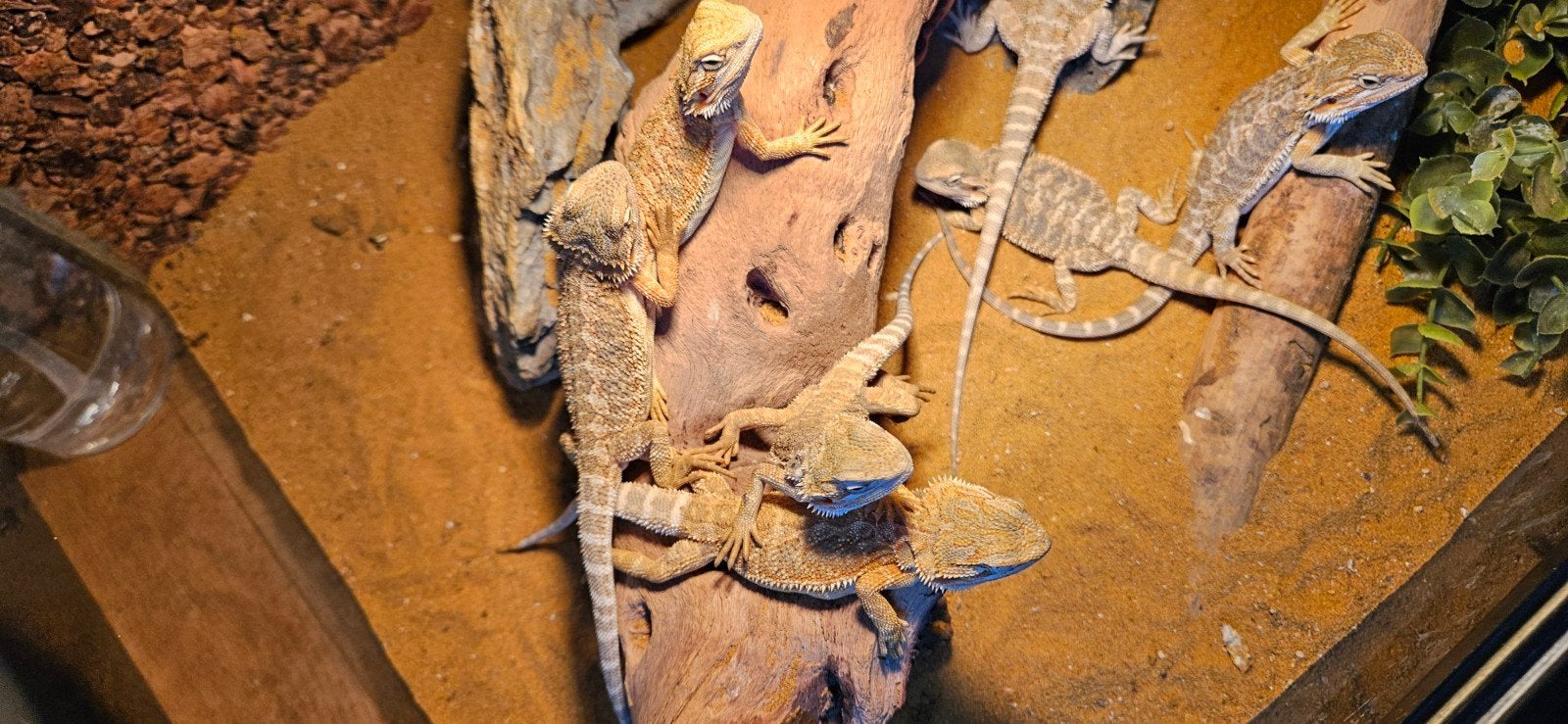 Baardagamen, Dieren en Toebehoren, Hagedis, 0 tot 2 jaar