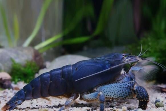 Actie Atya gabonensis Garnaal - Afrikaanse waaierhandgarnaal, Kreeft, Krab of Garnaal, Zoetwatervis
