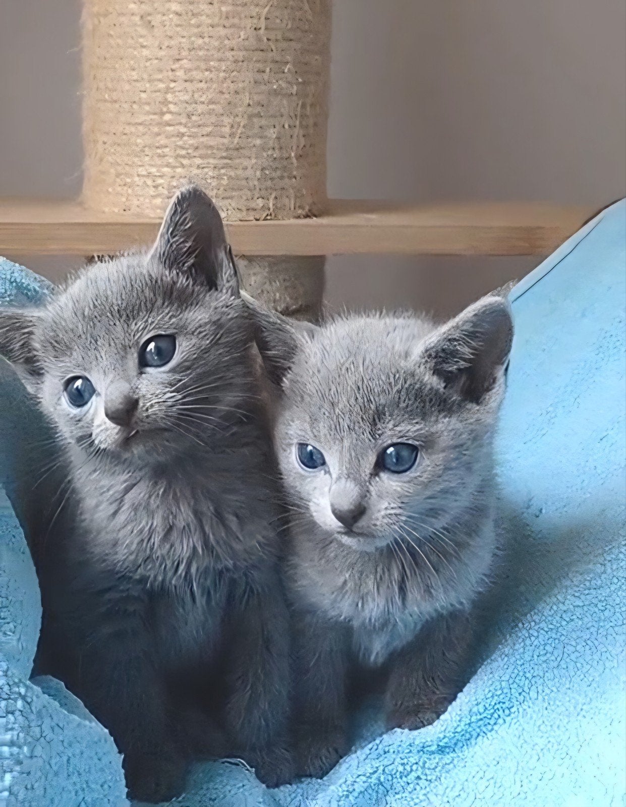 Blauwe Rus Kittens met Stammbom, Meerdere dieren, Met stamboom, 0 tot 2 jaar