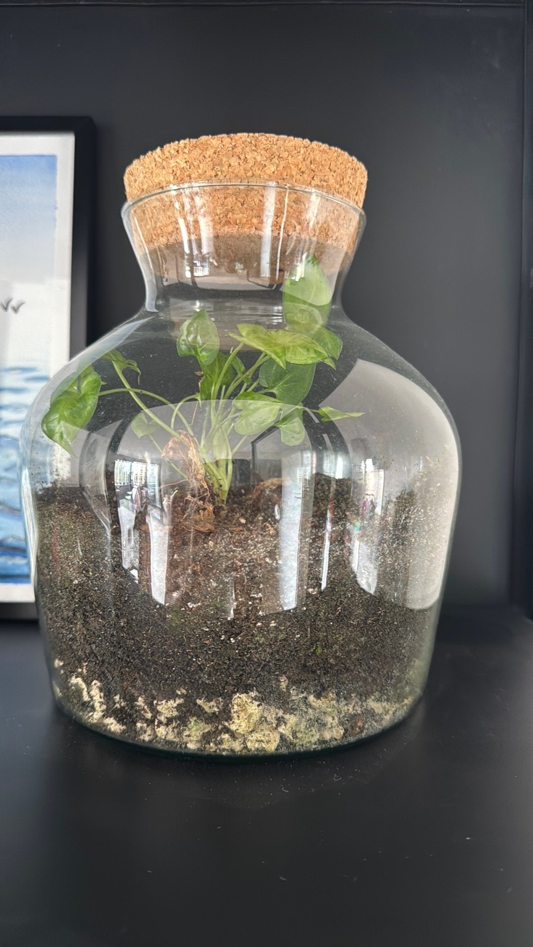 Glazen stolp met plantje, Ophalen, Volle zon, Minder dan 100 cm