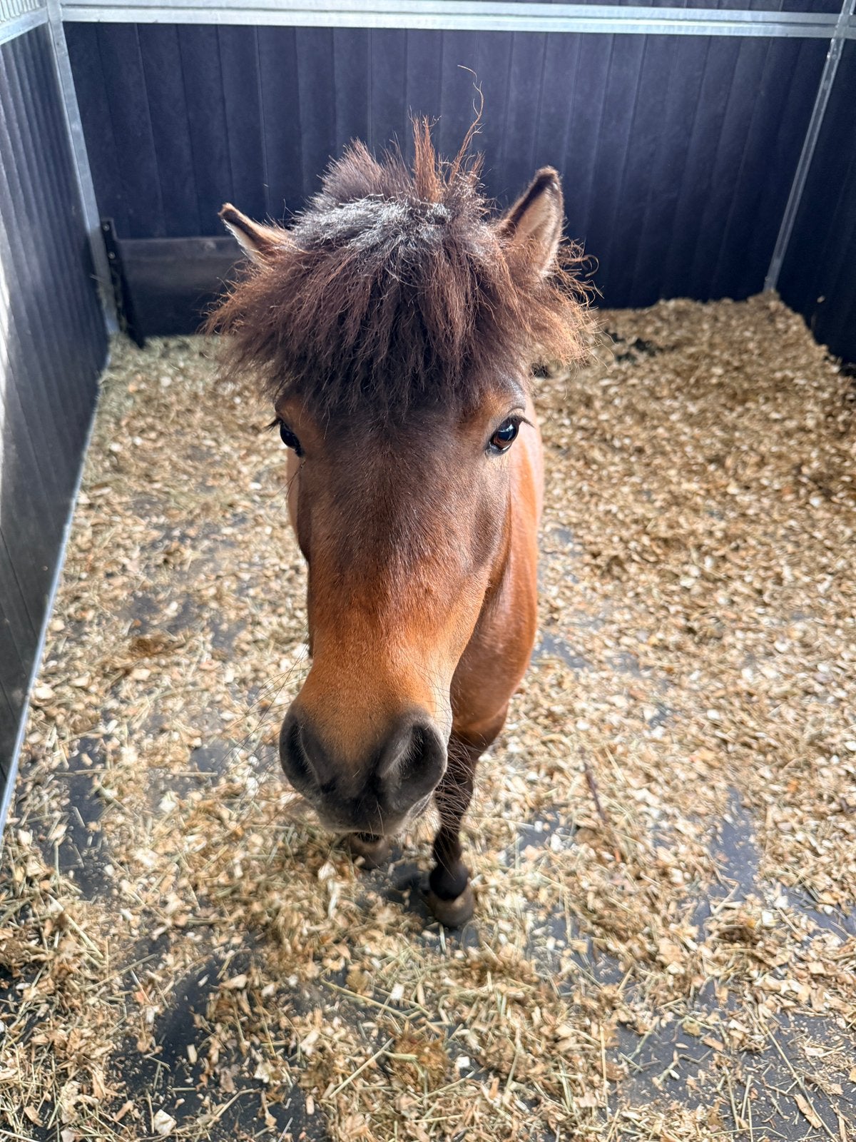 Appaloosa, Merrie