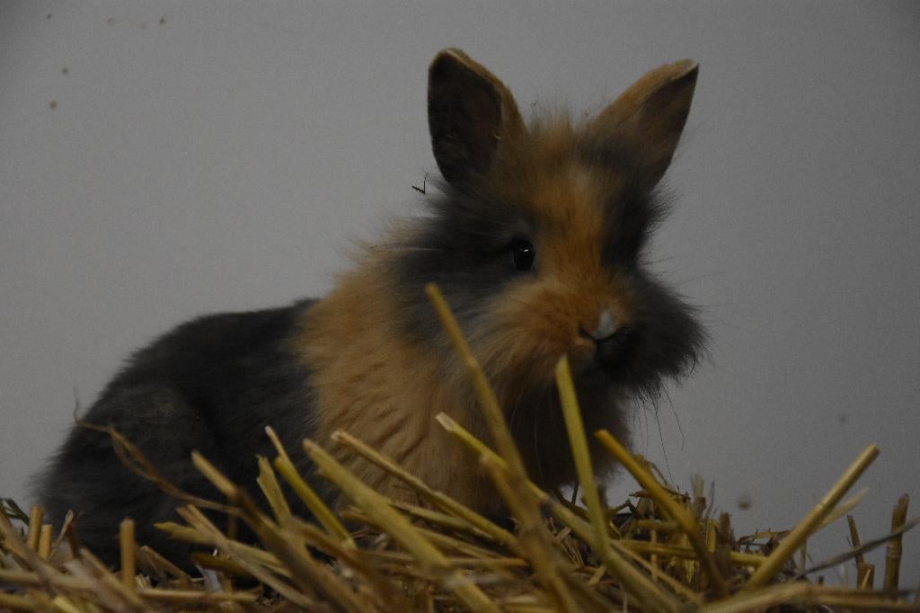 Gecastreerde konijnen | Dwergkonijnen | Jonge konijnen, Dieren en Toebehoren, Konijnen, Meerdere dieren, Dwerg, 0 tot 2 jaar