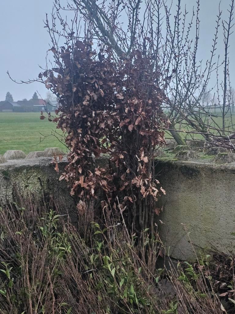 Carpinus fagus corylus frangula Acer haagbeuk beuk liguster, Tuin en Terras, Ophalen of Verzenden, Volle zon, Overige soorten