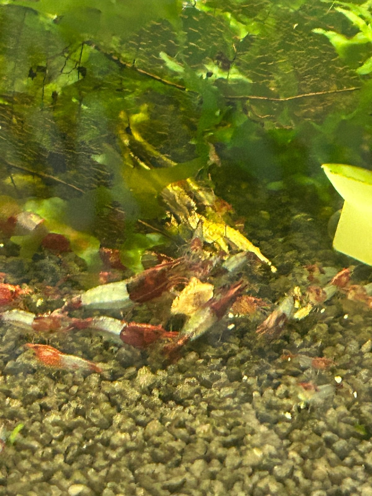 Red rili neocaridina garnalen, Kreeft, Krab of Garnaal, Zoetwatervis, Schoolvis