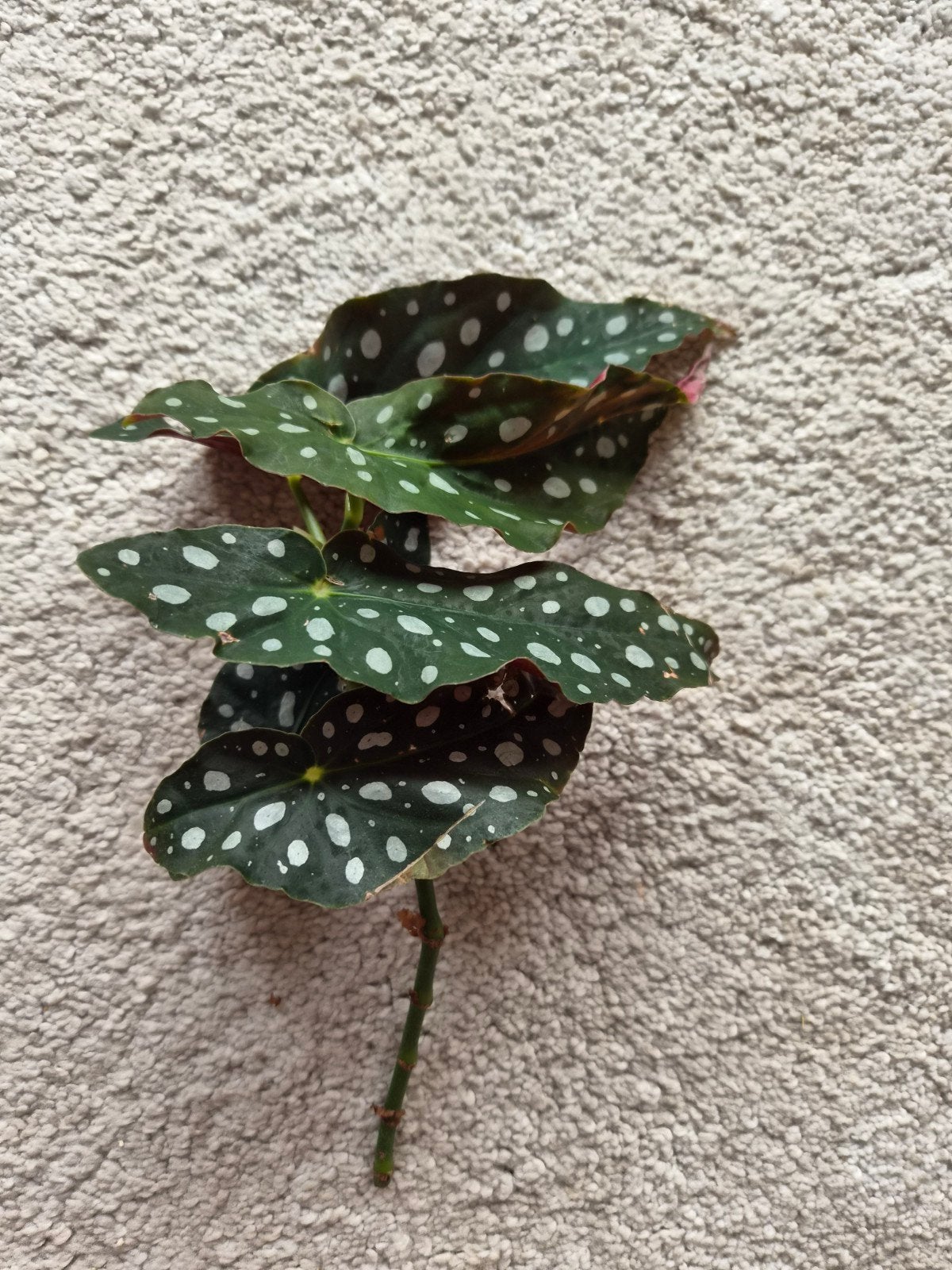 Stek Begonia Maculata (Stippenplant) - Zonder wortels, Ophalen, Halfschaduw, Minder dan 100 cm