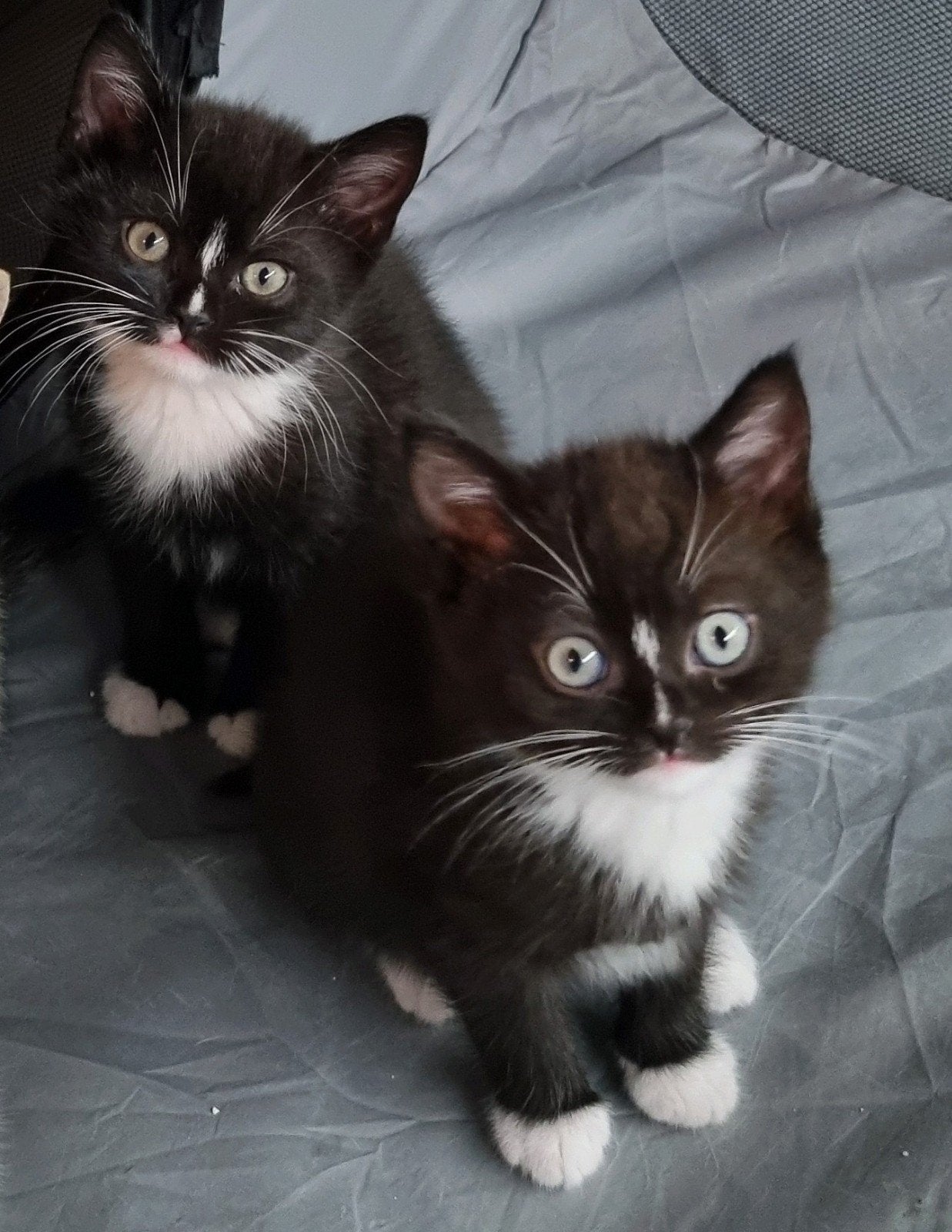 Britse korthaar Vader Turkse Van Moeder, Kater, Ontwormd, 0 tot 2 jaar