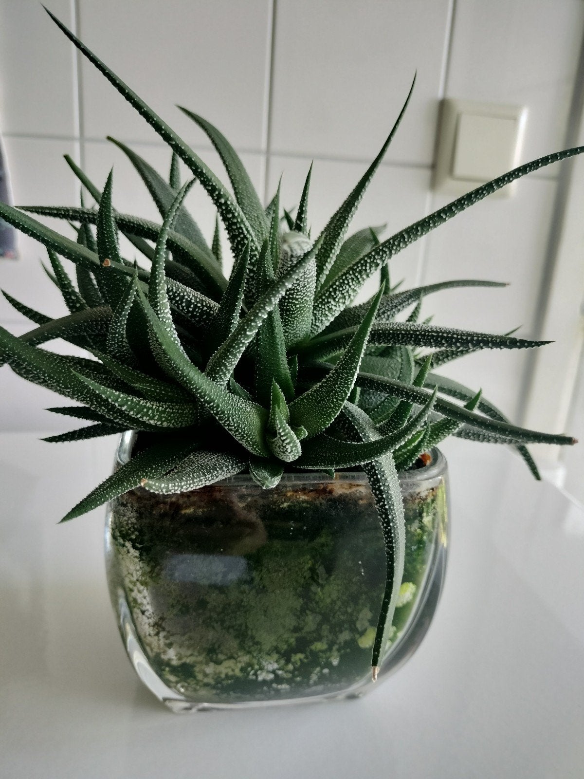 Haworthia met veel stekjes in glazen pot, Ophalen, Vetplant, Halfschaduw, In pot