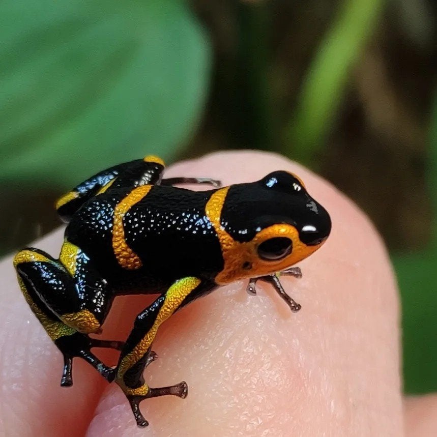Ranitomeya imitator 'Huallaga banded'