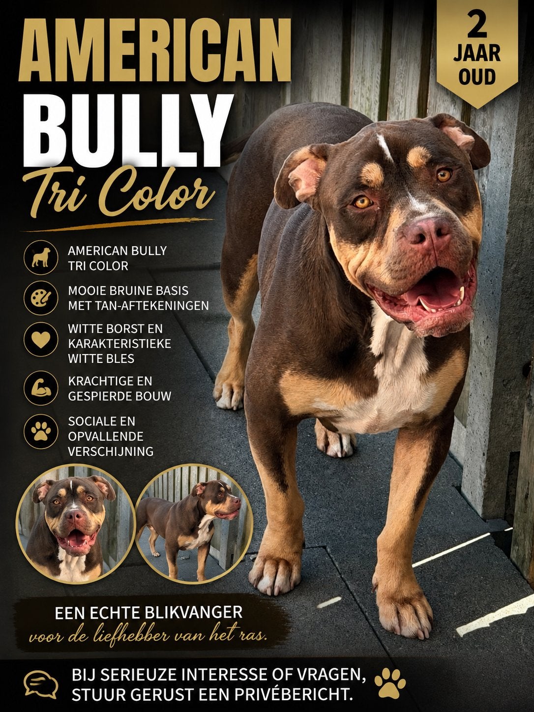 American Bully Tri Color, Dieren en Toebehoren, 1 tot 2 jaar, Eén hond, Nederland, Particulier