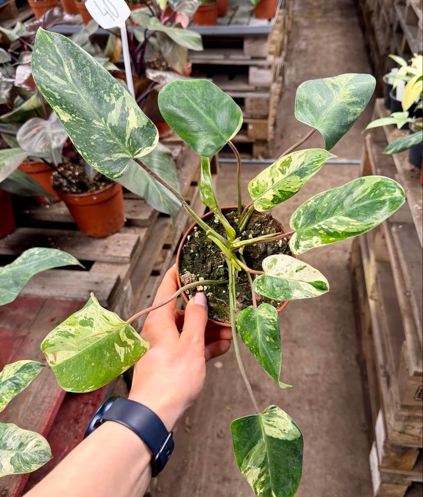 Philodendron Emerald Queen p12, Huis en Inrichting, Kamerplanten, Ophalen of Verzenden