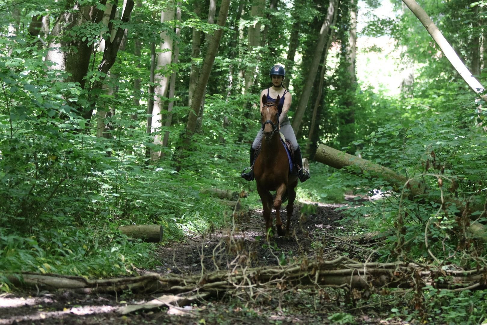 Leuke around ruin, Dieren en Toebehoren, Paarden, Met stamboom, Ruin, 7 tot 10 jaar, Onbeleerd