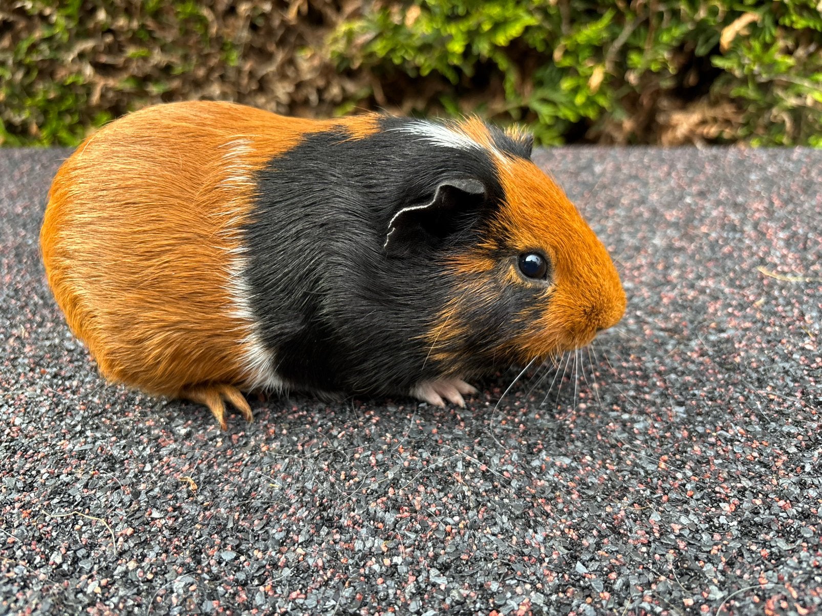 Gladharige driekleurige cavia beer (4 maand), Dieren en Toebehoren, Knaagdieren, Maart, Meerdere dieren, Cavia