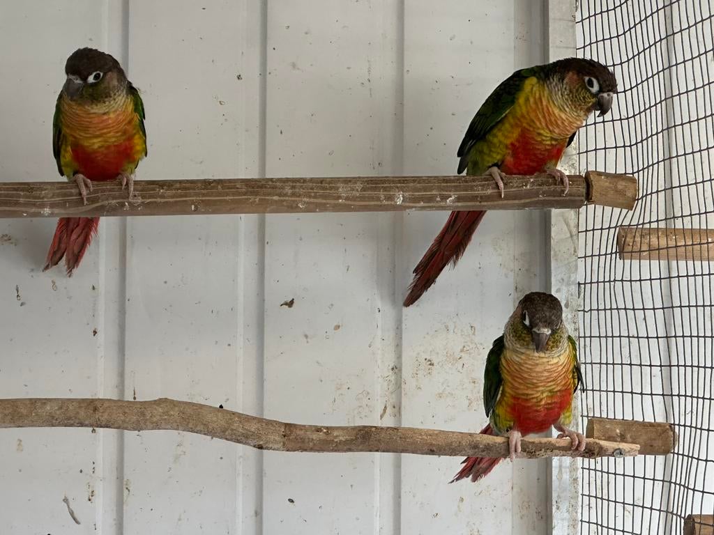 Pyrrhura’s 3 stuks welicht tam te maken, Dieren en Toebehoren, Vogels | Parkieten en Papegaaien, Meerdere dieren, Parkiet, Geringd