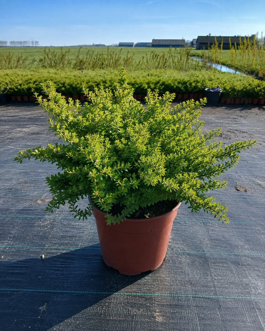 Lonicera - Groenblijvende Struik voor Tuin of Balkon