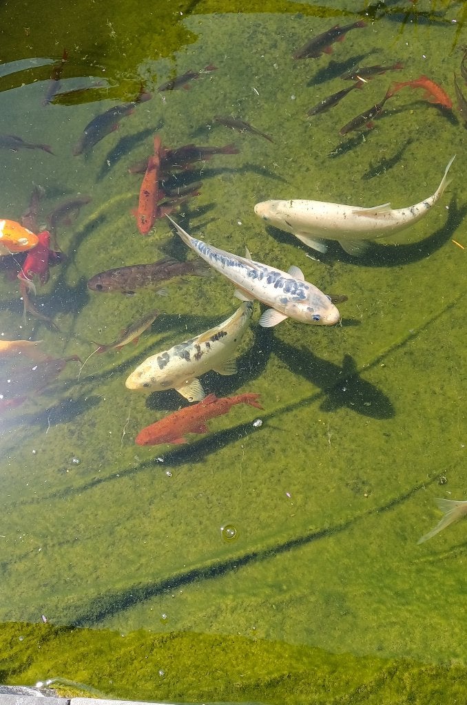Vijvervissen met o.a. koi's, Dieren en Toebehoren, Vissen | Vijvervissen, Overige soorten
