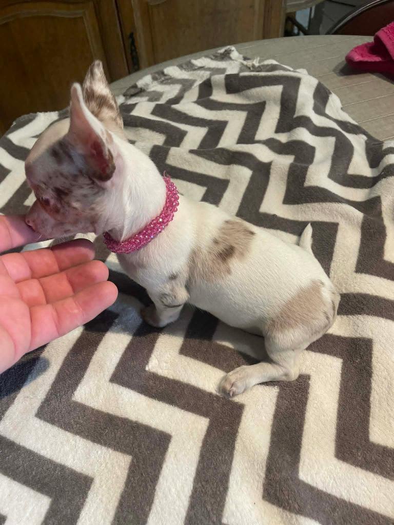 Chihuahua merle pups mooi mini raszuiver zeer mooi kleintjes, 8 tot 15 weken, Parvo, Meerdere, Meerdere dieren