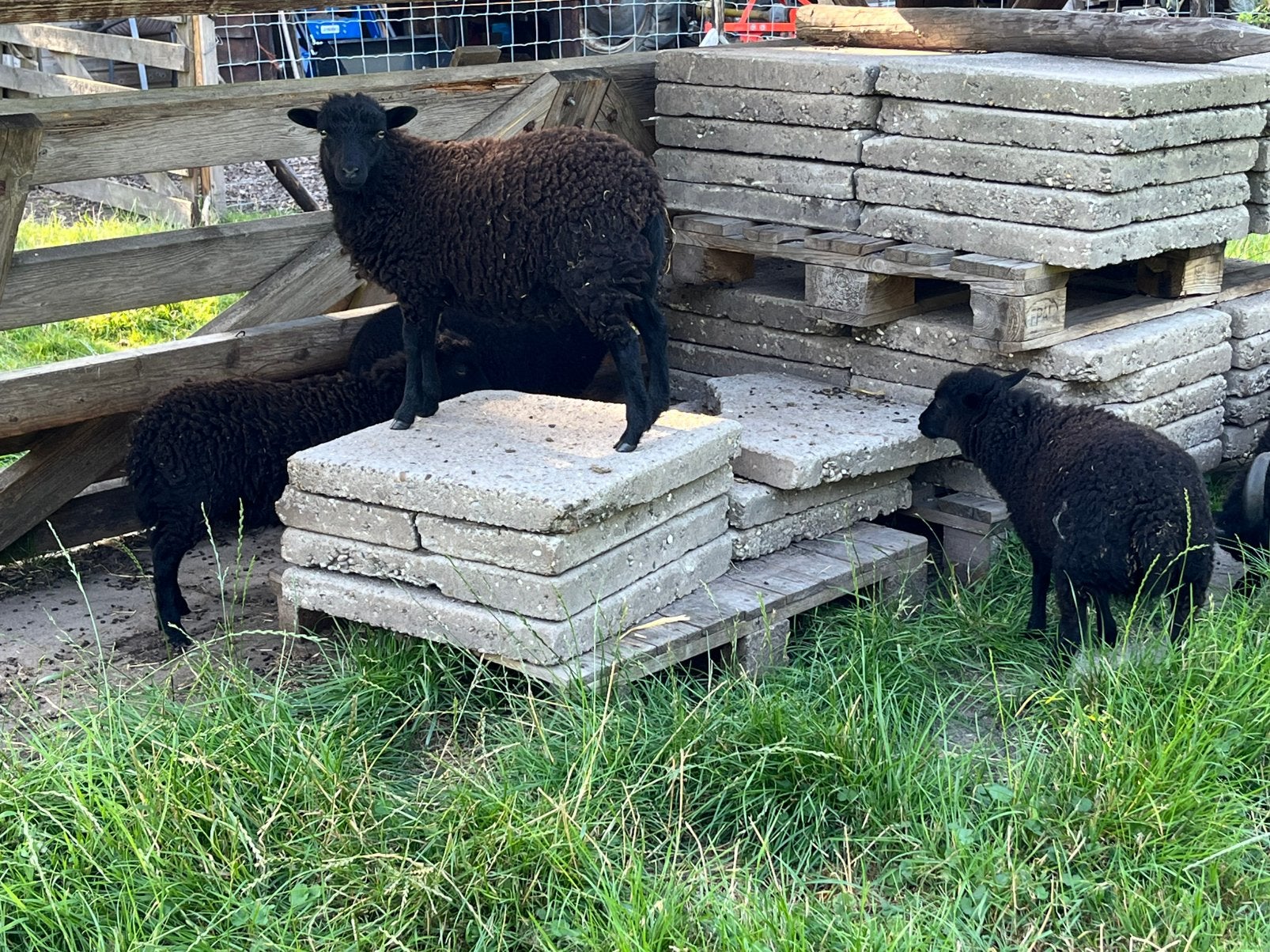 Prachtige Ouessant schapen, Dieren en Toebehoren, Vrouwelijk, Schaap