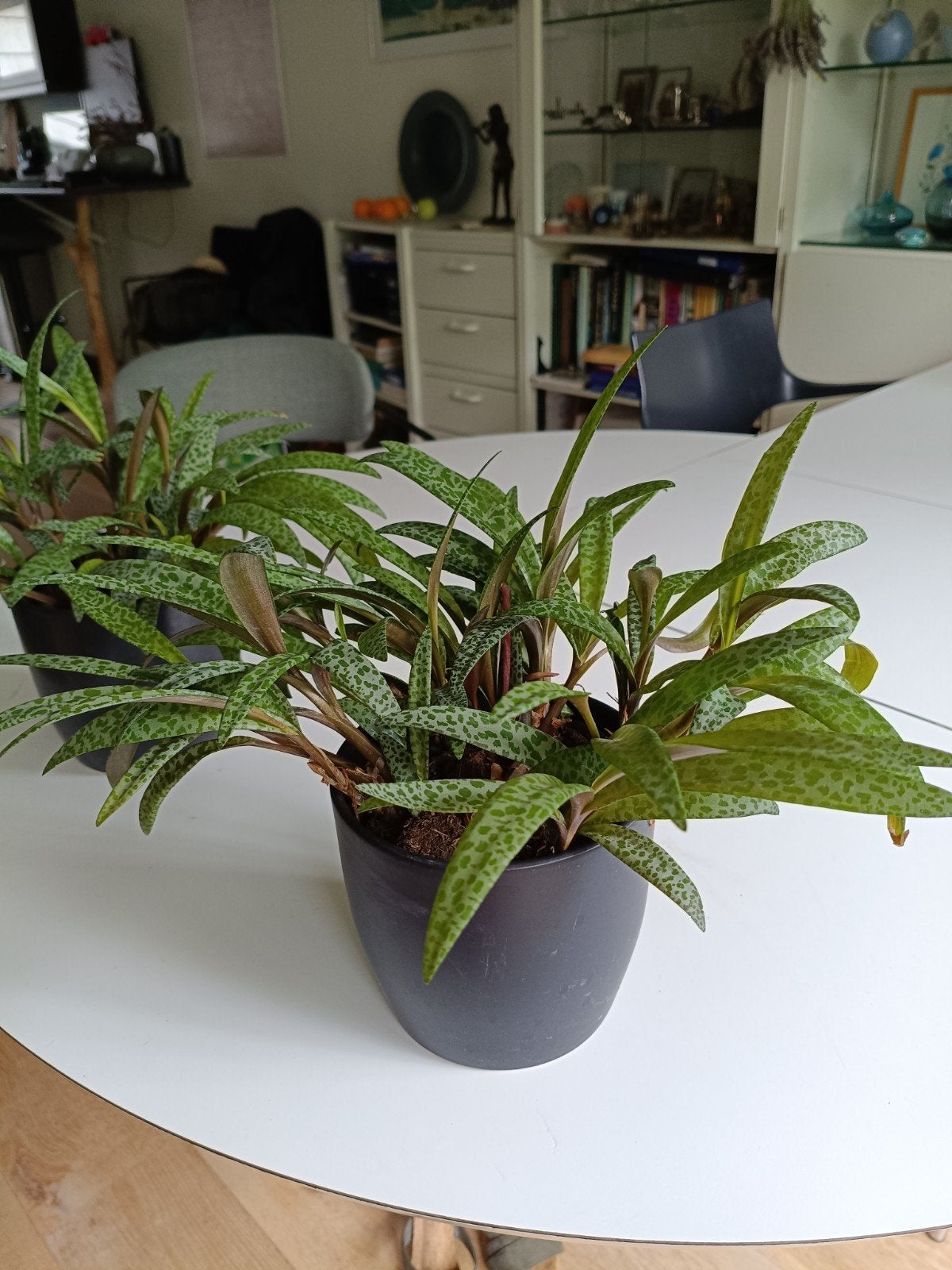 Ledebouria Socialis - 2 stuks, Huis en Inrichting, Ophalen of Verzenden, Halfschaduw, Minder dan 100 cm