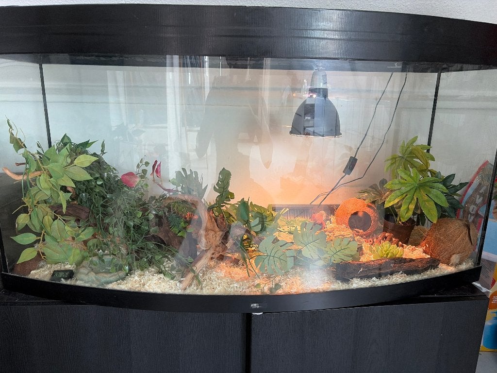 Korenslangen incl terrarium, Dieren en Toebehoren, Slang, Met terrarium, 0 tot 2 jaar