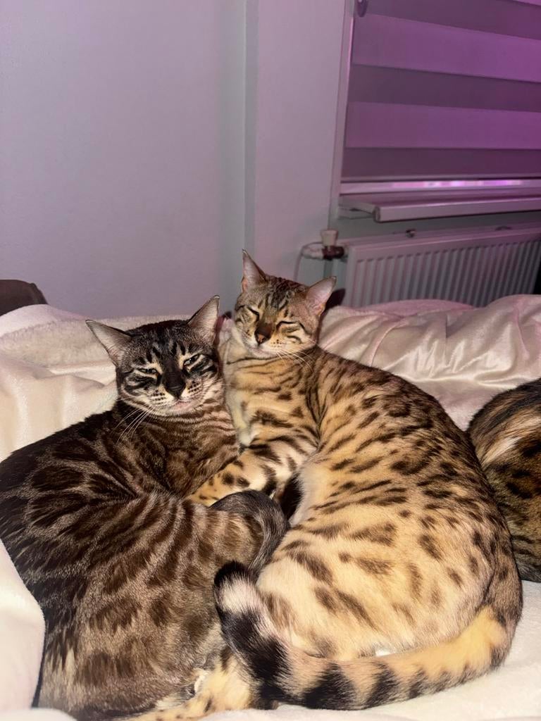 Bengaalse katten met stamboom uit hetzelfde nestje