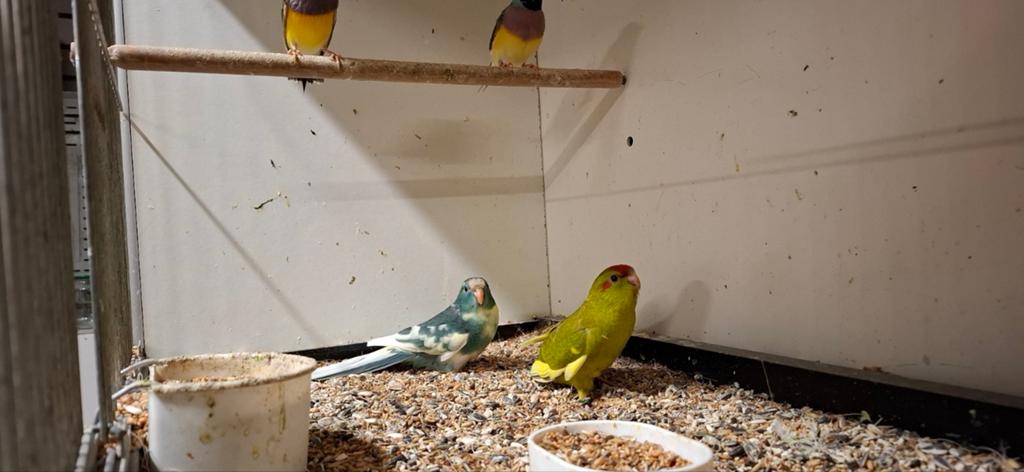Kakariki pop cinamon  bont, Dieren en Toebehoren, Vogels | Parkieten en Papegaaien, Vrouwelijk, Parkiet