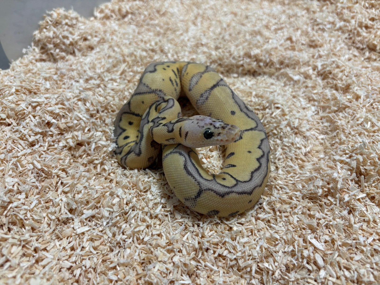 0.1 Killer Clown ball python regius te koop, Dieren en Toebehoren, Slang, Tam, 0 tot 2 jaar