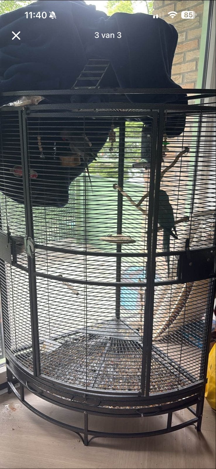 Halsband parkieten, Dieren en Toebehoren