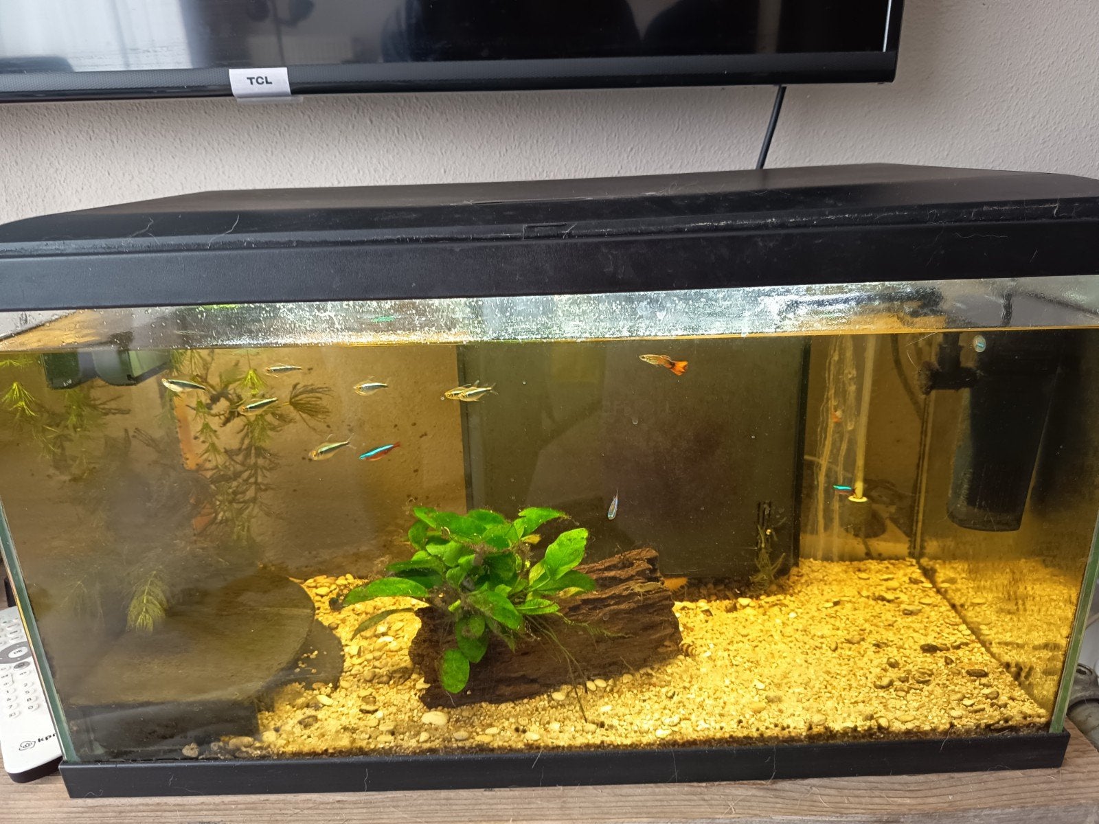 Mooi aquarium, Dieren en Toebehoren, Vissen | Aquaria en Toebehoren, Ophalen, Zo goed als nieuw, Gevuld zoetwateraquarium