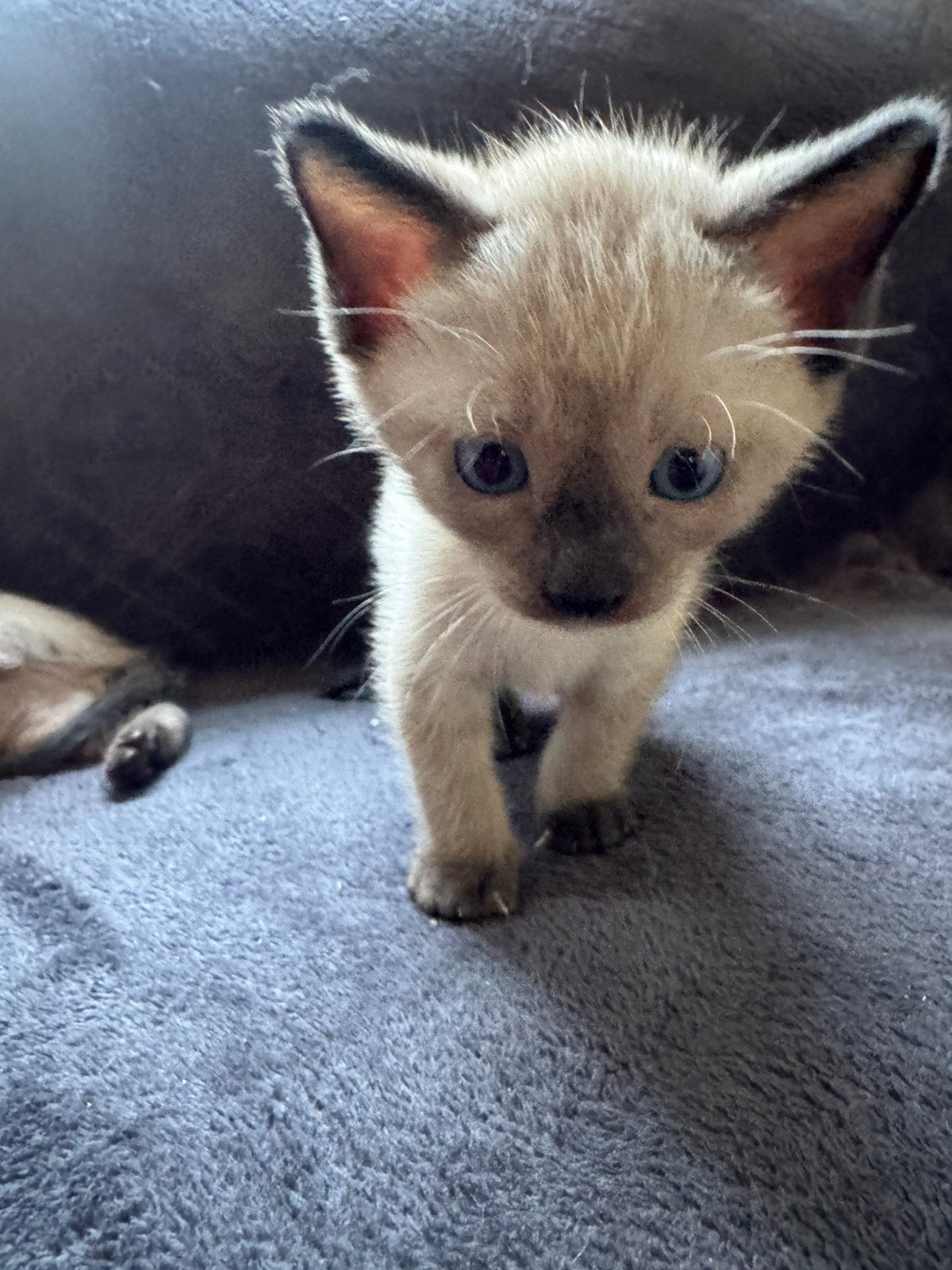 Siamese kittens