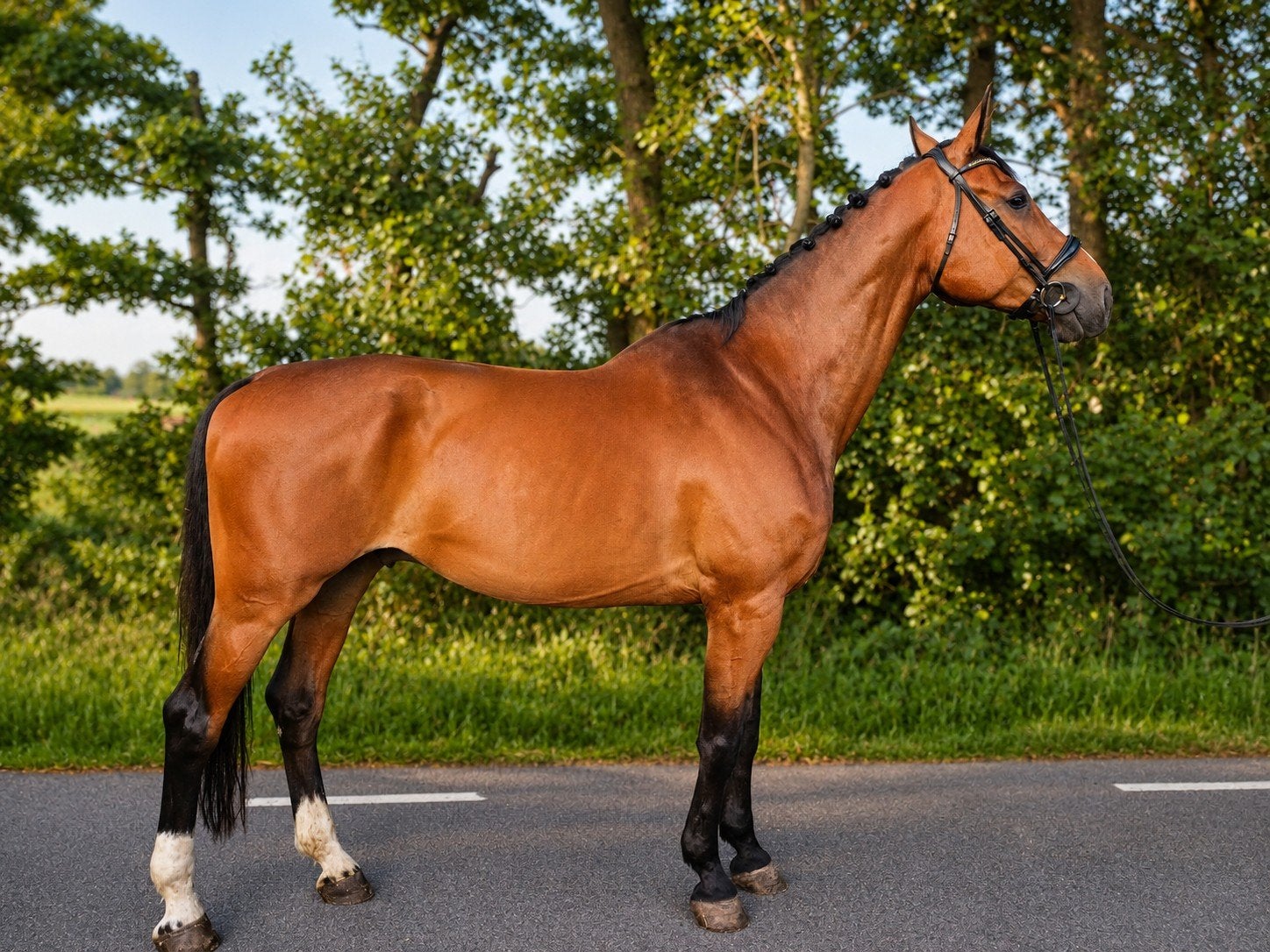 Super gave grote ruin, 175 cm of meer, Met stamboom, Ruin, Niet van toepassing