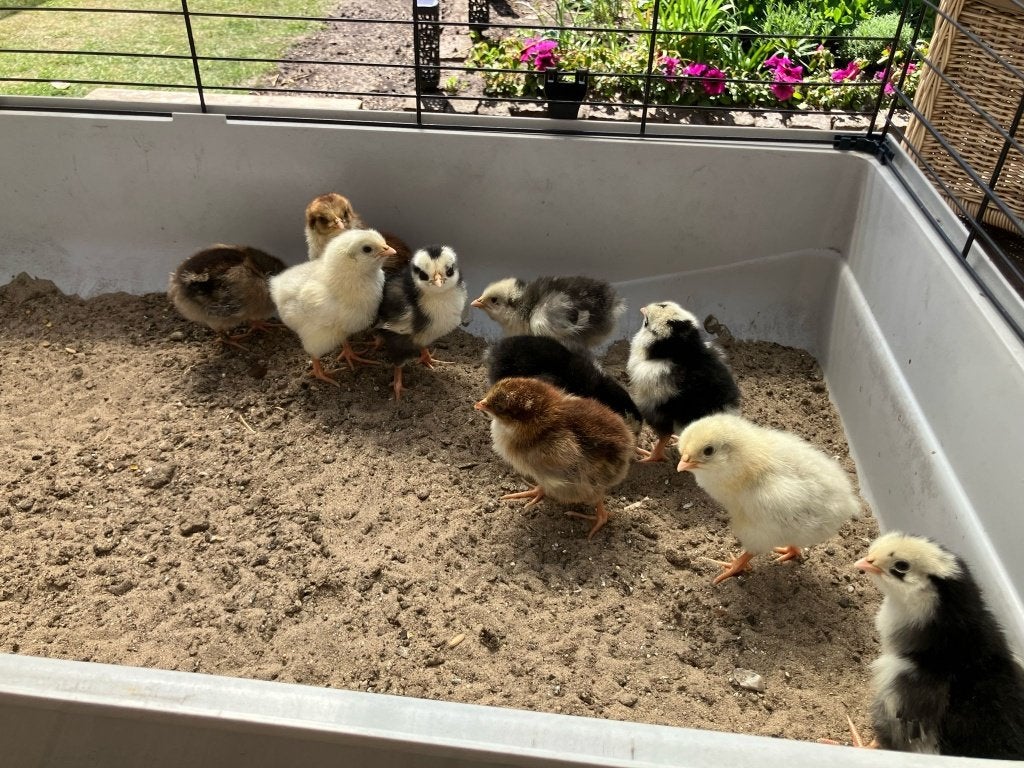 Bloemenkippen kuikens, Dieren en Toebehoren, Pluimvee, Geslacht onbekend, Kip