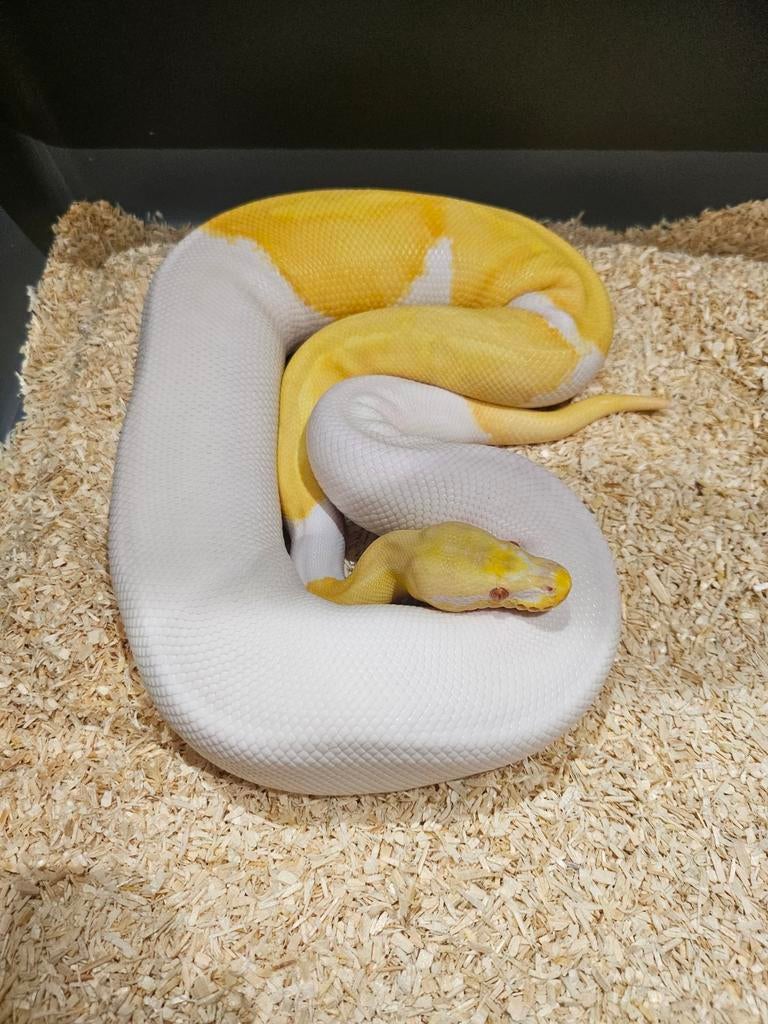 Diverse Pied Koningspythons te koop, Dieren en Toebehoren, Slang, Tam, 3 tot 6 jaar
