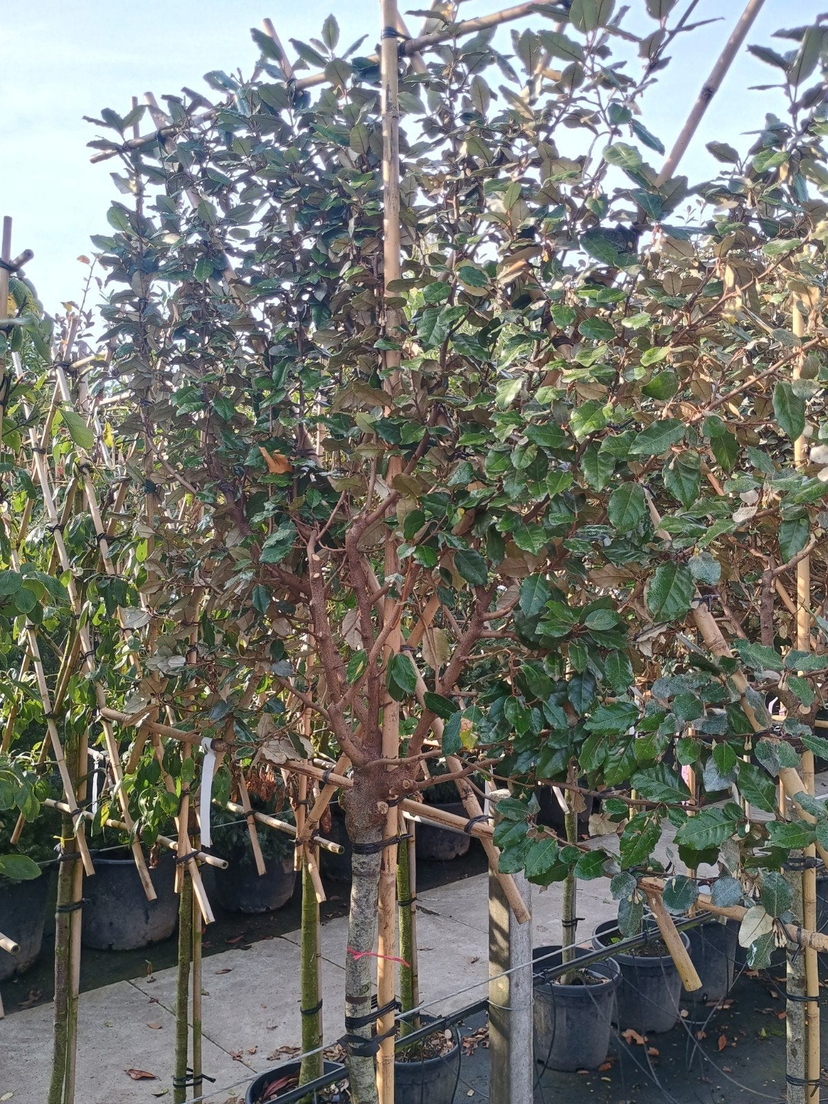 Elaeagnus Ebbingei (Olijfwilg Leiboom), Herfst, Leiboom, Ophalen of Verzenden, 250 tot 400 cm