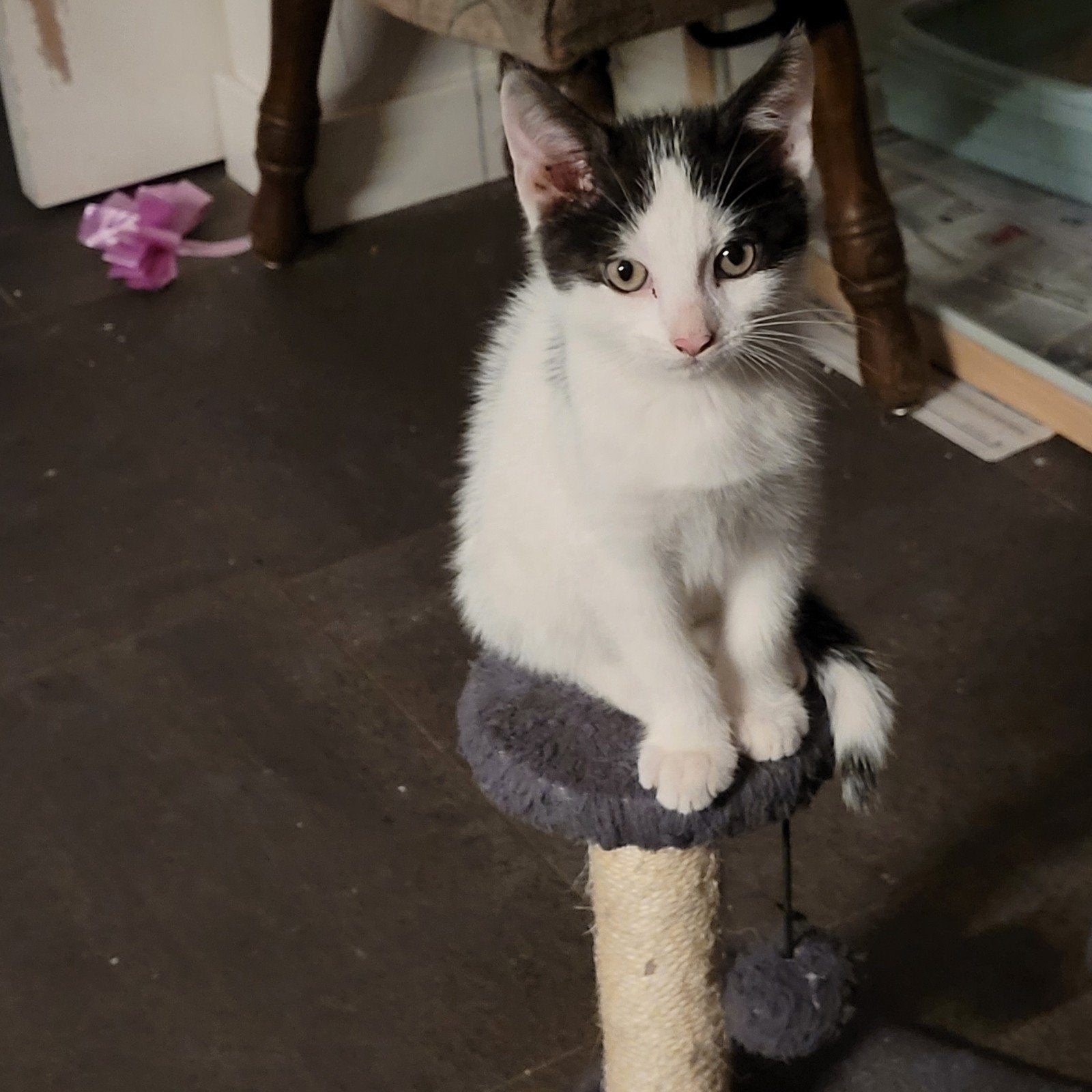 Katertje geboren 17 mei., Kater, Ontwormd, 0 tot 2 jaar