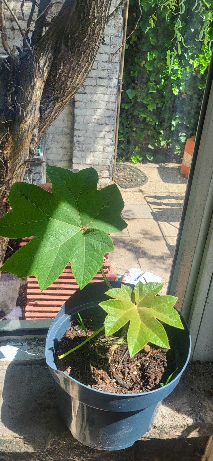 Rijstpapierplant, Tuin en Terras, Bloeit niet, Minder dan 100 cm, Volle zon, In pot