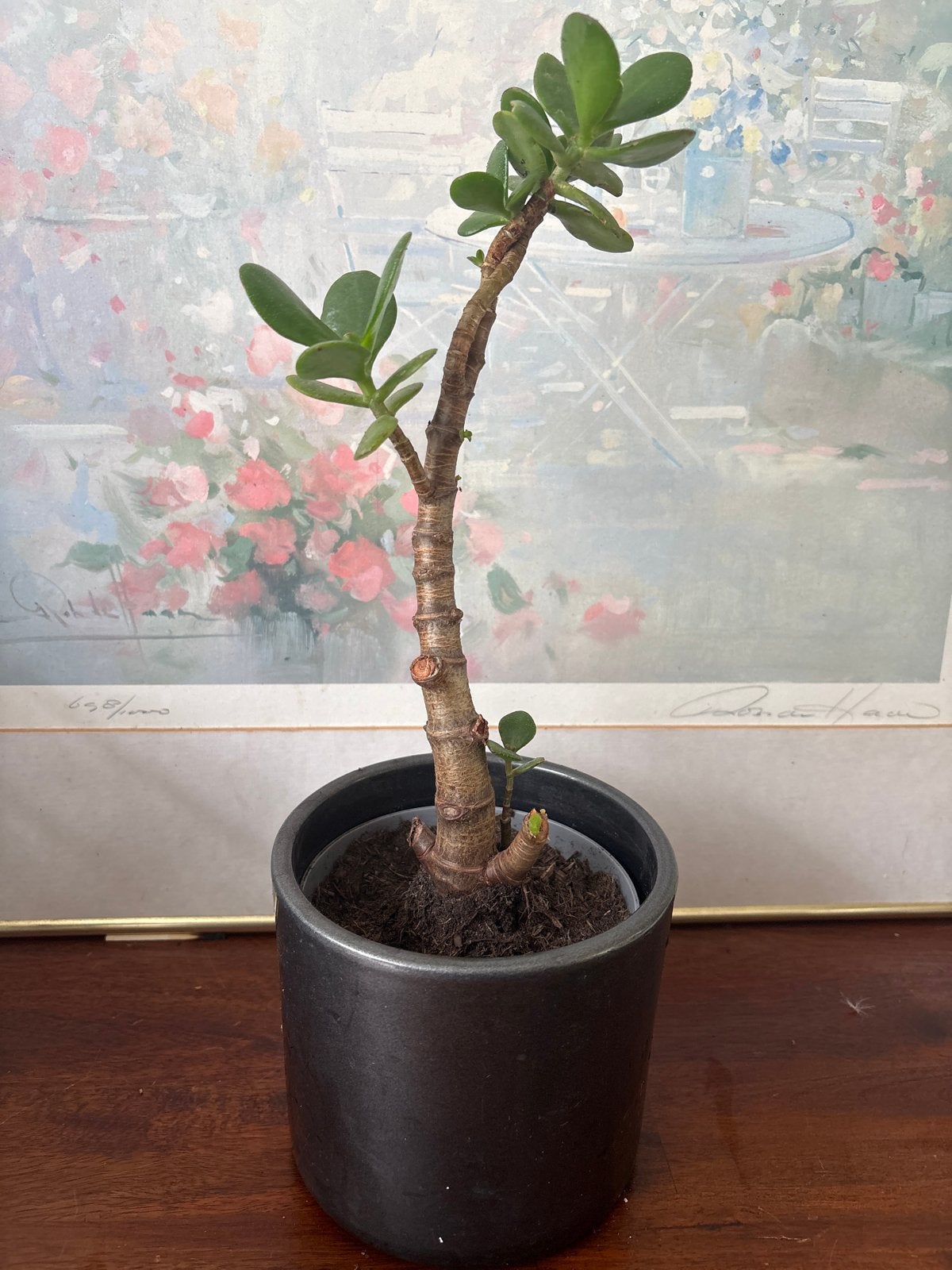 Crassula Ovata (Jadeplant) in pot, Tuin en Terras, Overige soorten, Volle zon, Vaste plant, Ophalen of Verzenden