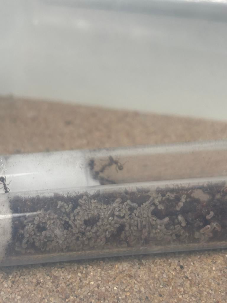 Myrmica sp 1q 300w, Dieren en Toebehoren, Mieren