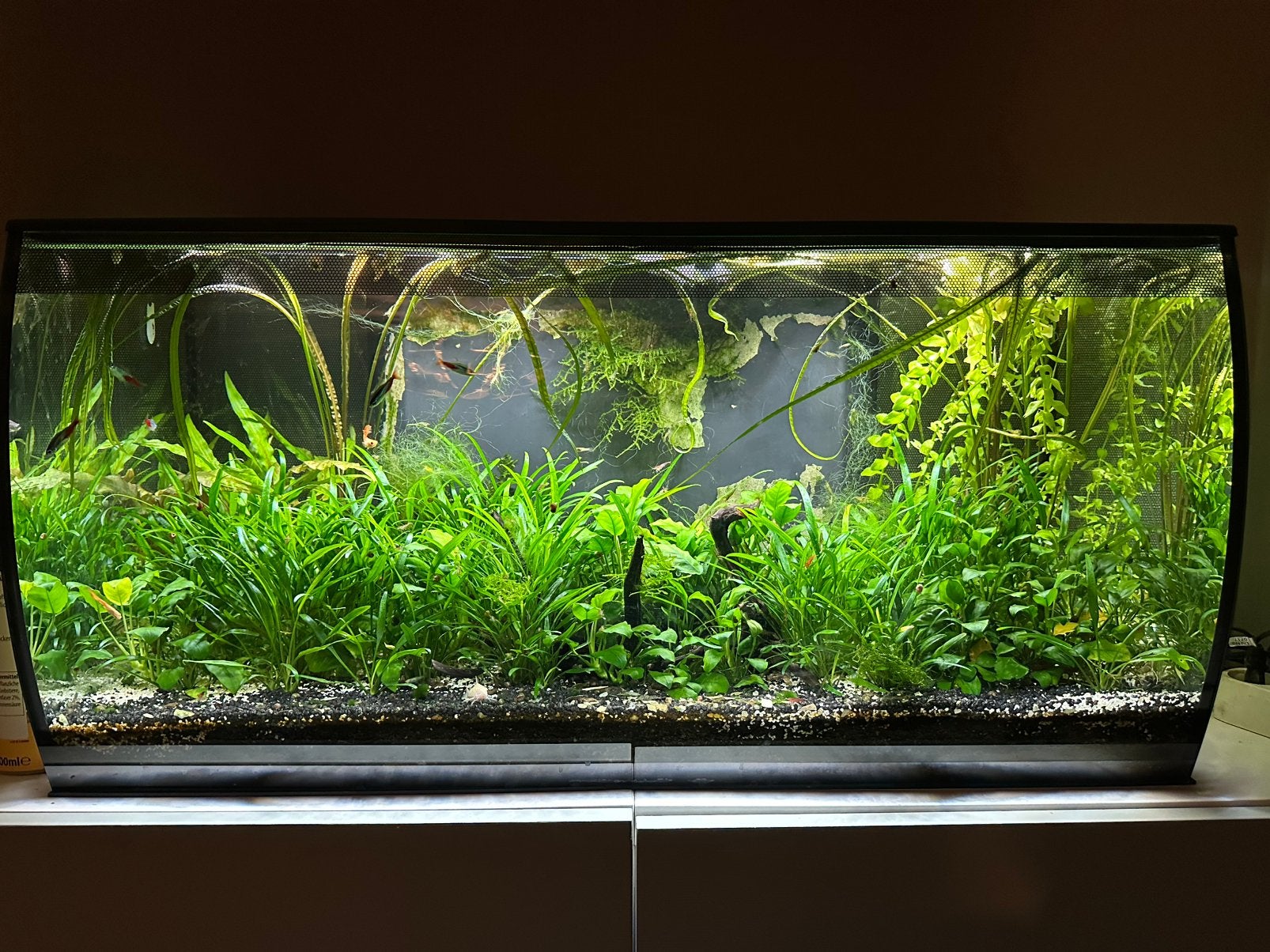 Fluval 123 liter, Ophalen, Gebruikt, App-bediening, Gevuld zoetwateraquarium