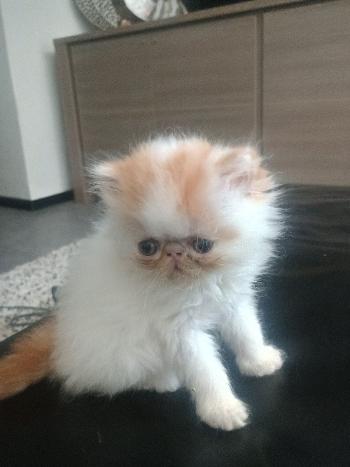 Perzische kittens, Dieren en Toebehoren, Katten en Kittens | Raskatten | Langhaar, Meerdere dieren