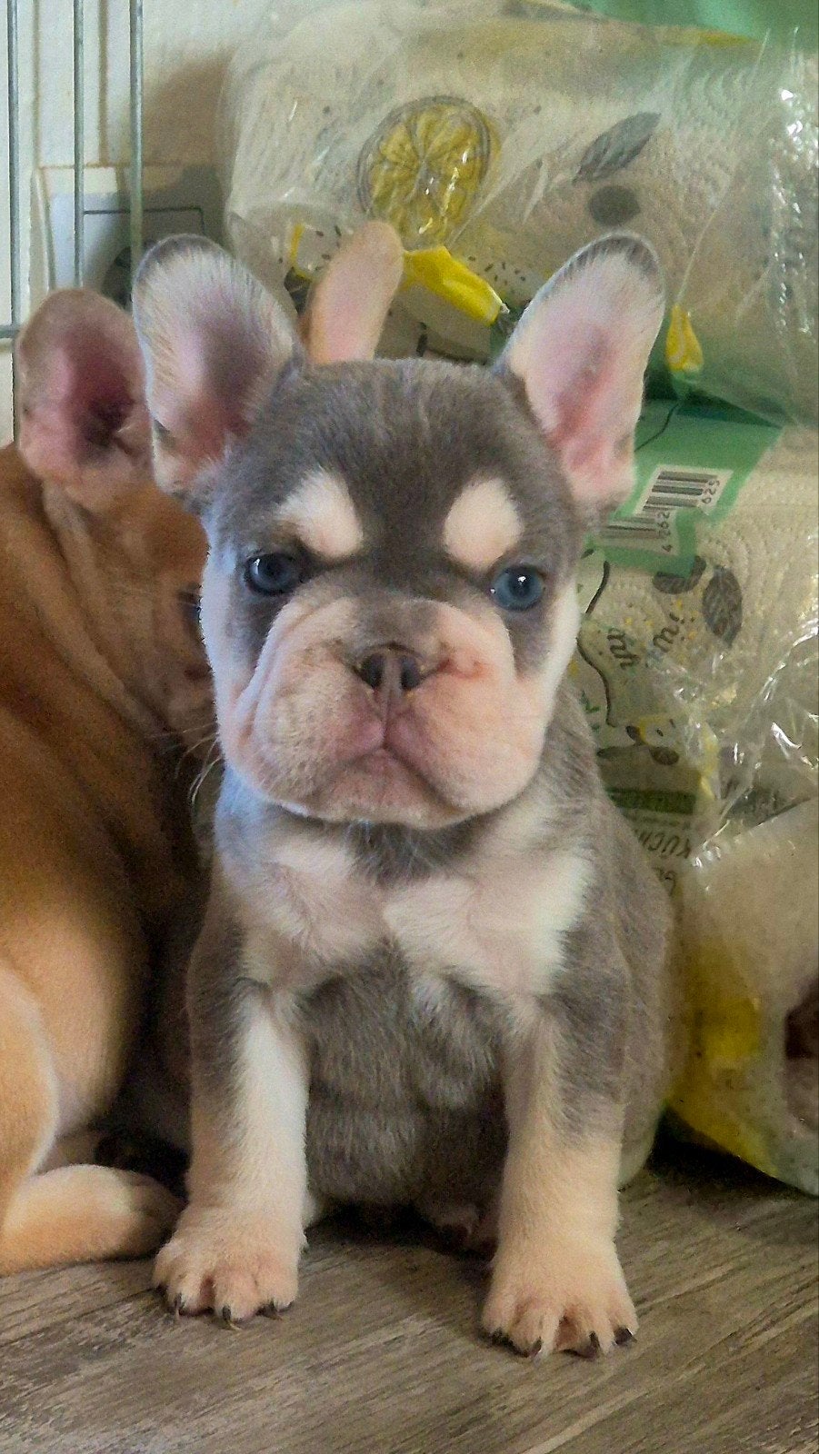 franse bulldog puppys beschikbaar, CDV (hondenziekte), 8 tot 15 weken, Bulldog, Meerdere