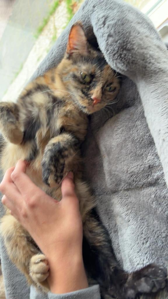 Sarah rosie en xena, Poes, Kortharig, 0 tot 2 jaar